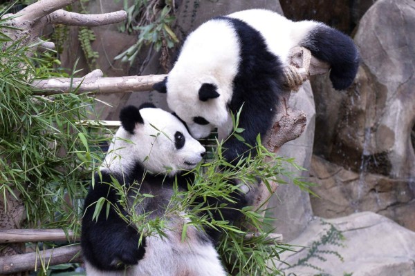 FOTOS: Los hermosos pandas gigantes gemelos que nacieron en Bélgica