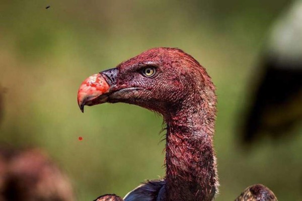 National Geographic eligió las fotografías más espectaculares del 2016