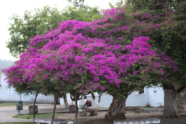 Recorriendo las hermosas calles de Ojojona en imágenes