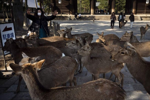 FOTOS: Animales salvajes pasean por las calles ante ausencia de humanos