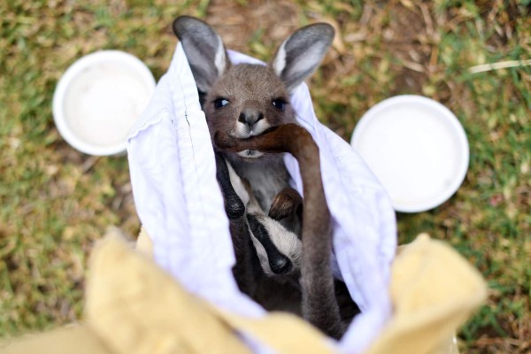 'Suerte', el valiente bebé canguro rescatado de los incendios en Australia