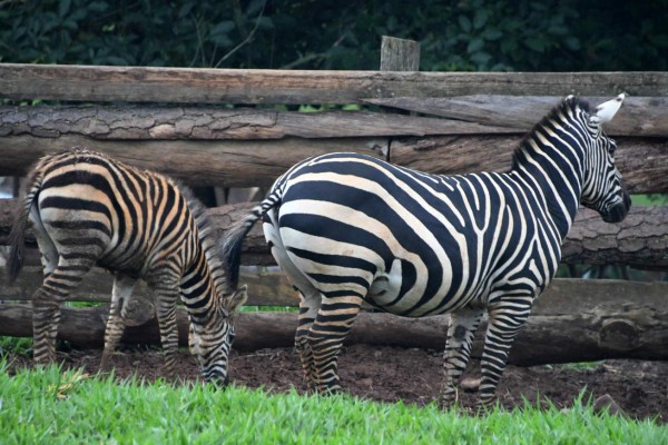 FOTOS: Joya Grande, un zoológico que sufre por falta de recursos económicos