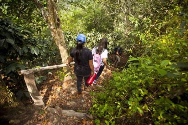 Conozca la hermosa tierra con olor a café