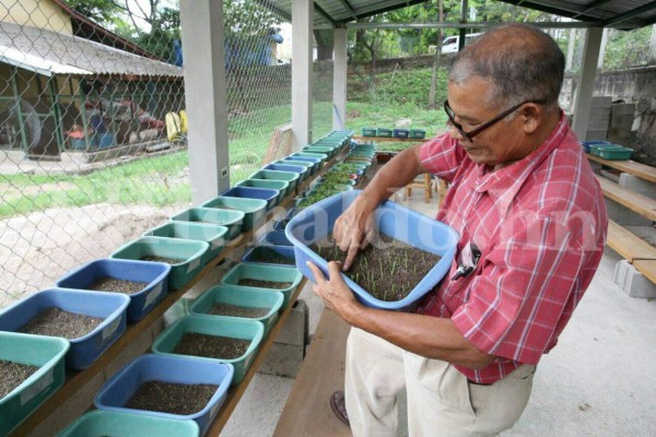 Honduras: Distribuyen semillas resistentes a la sequía y altas temperaturas