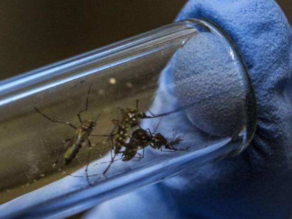 Un total de 30,000 mosquitos con Wolbachia serán liberados.