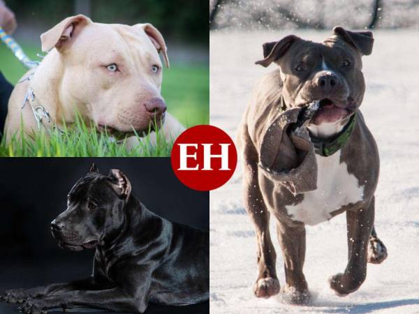 El aspecto grande y musculoso de los pitbulls ha creado una imagen muy diferente a su origen. ¿De dónde son?, ¿por qué son considerados peligrosos? y otros datos curiosos que debe conocer.