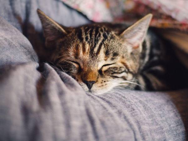 Niño hondureño muere en El Salvador tras mordedura de un gato con rabia