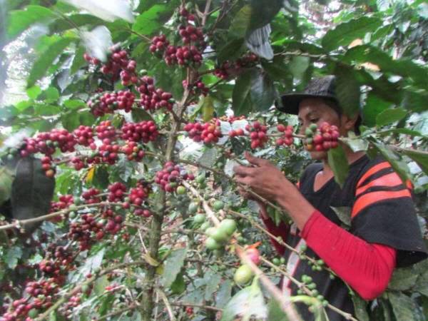 Al tener hasta 3.5 hectáreas del grano para cultivo, el 92% de los productores de café en Honduras son pequeños, por lo que será un desafío que cumplan con el reglamento EUDR.