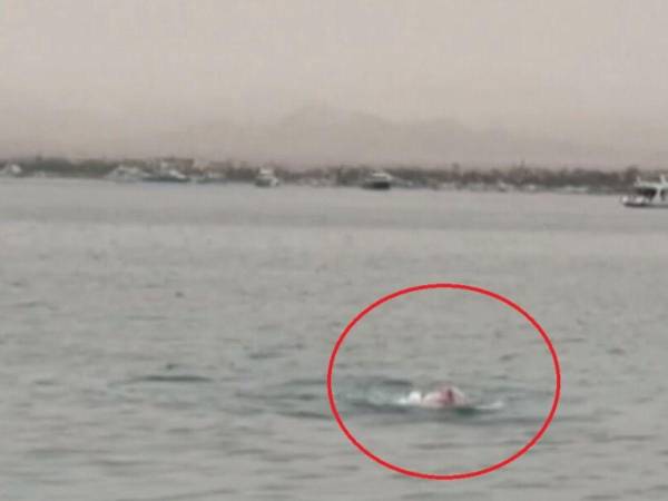 Varios bañistas se refrescaban en el Mar Rojo, cuando de repente un tiburón tigre apareció dando vueltas alrededor de su víctima.