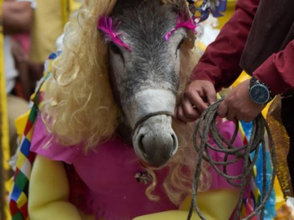 Con su vestido cargado de caracoles, su larga melena rubia y cejas pobladas, Amasijos, del municipio de Arcabuco, robó las miradas de los asistentes al evento en honor al animal 'menospreciado pero muy utilizado en las labores campesinas'.