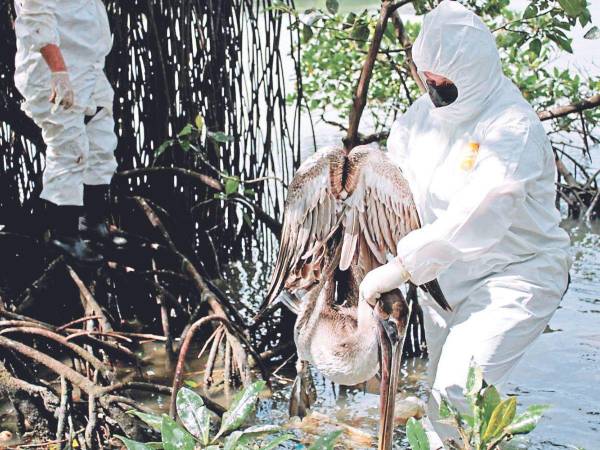 Las brigadas de Senasa retiran los cuerpos de las aves que se encuentran muertas.