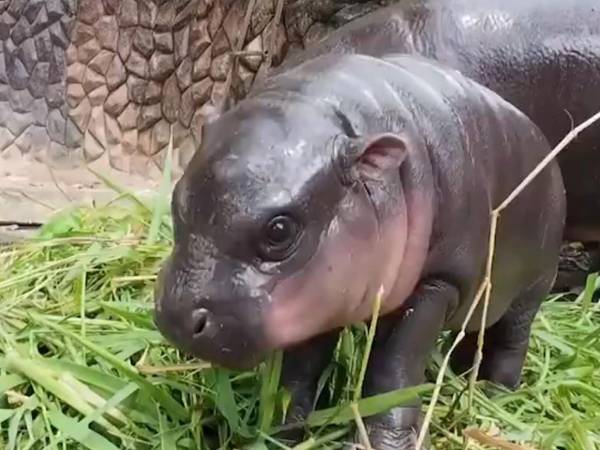 Moo Deng, la hipopótama pigmea, se convierte en la estrella del zoo de Tailandia gracias a su personalidad adorable y juguetona.