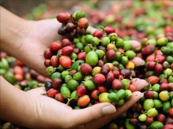 En el occidente de Honduras está el municipio que más café exportó, pero Santa Bárbara se llevó el premio del mejor café del país.