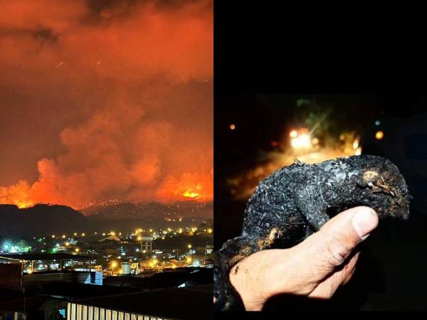 Incontables pérdidas de hectáreas de bosque, muerte de especies que habitan en la zona y un irreparable deterioro ambiental son algunos de los daños que provoca el incendio que continúa activo en el Parque Nacional La Tigra. Cuerpo de Bomberos con el apoyo de otras instituciones siguen con la labor para sofocar las intensas llamas. A continuación los detalles.