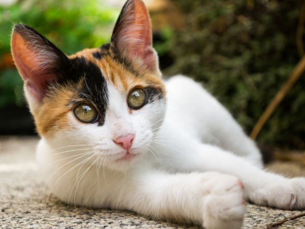 Cada 20 de febrero de cada año se festeja el Día Internacional del Gato, sin embargo hay dos fechas más que los felinos celebran.