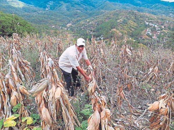 La zona más afectada por la severa sequía son los 64 municipios del corredor seco que fueron declarados en alerta verde. Las autoridades deberán de dar respuesta inmediata a esta situación.