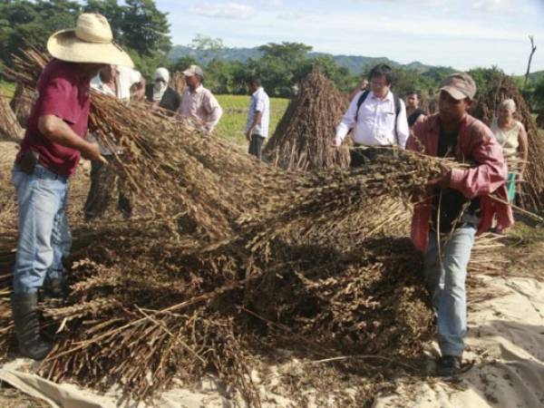 Un grupo de Obreros en plena faena de recolección de las plantas.