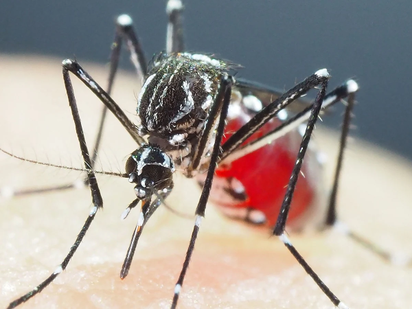 Los síntomas de la fiebre del dengue suelen ser leves en los niños pequeños y en quienes padecen la enfermedad por primera vez.