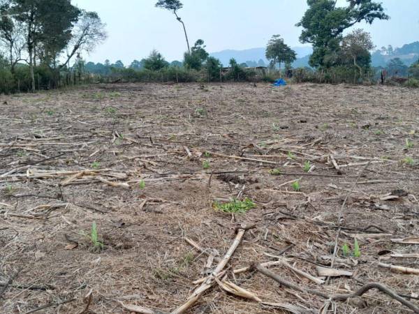 Campesinos esperan lluvia para evitar pérdidas de las primeras siembras.