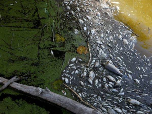 Polonia se caracterizaba por mantener su ríos limpios y poseer más de 40 especies de peces.