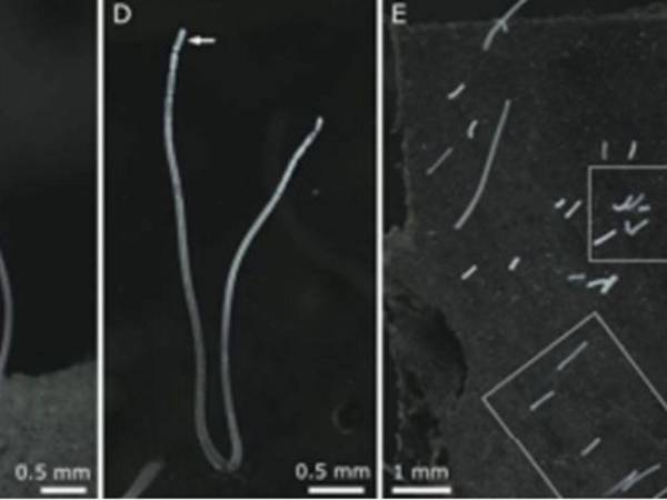 Ejemplares de Thiomargarita magnifica la especie de bacteria recién descubierta. La flecha indica su segmento terminal.