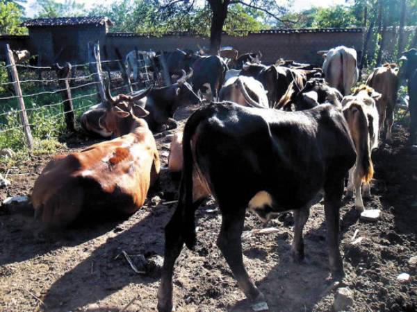 El Gusano Barrenador de ganado son larvas de moscas que depositan sus huevos en heridas frescas de animales de ganadería.