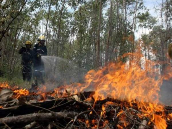 Los incendios forestales han afectado 1,700 hectáreas de bosque solo en la capital. Foto: EL HERALDO