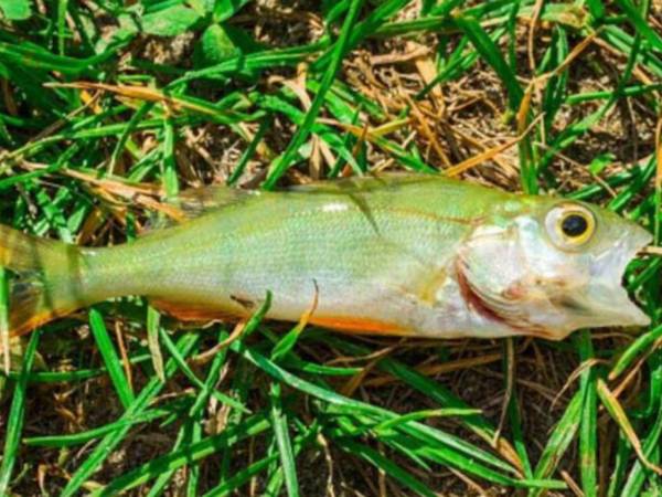 Esta es la fotografía de uno de los peces que cayó en Texarkana y que fue compartida por una página de la ciudad con el texto: “2021 está sacando todos los trucos... incluida la lluvia de peces en Texarkana hoy. Y no, esto no es una broma”.