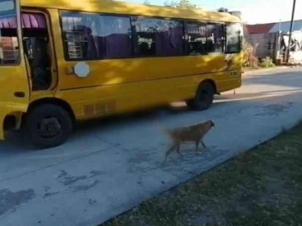 El pequeño quedó bajo las llantas del bus. La Dirección Nacional de Vialidad y Transporte (DNVT) investiga el hecho.