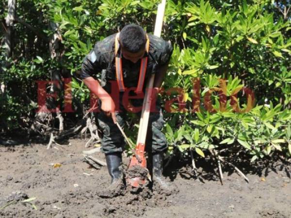 Elementos de las Fuerzas Armadas participaron en la siembra de mangles en varias islas del sur de Honduras. Foto: José López/ EL HERALDO