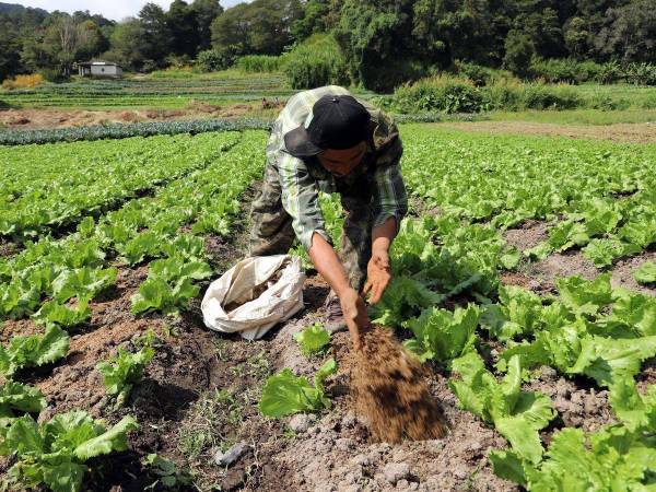 Las personas interesadas deben conocer el manejo de los suelos y también saber de los procesos agrícolas para ser candidatos.