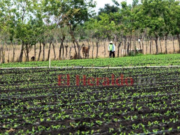 En el valle de Jamastrán, las parcelas de los agricultores que poseen sus propios sistemas de riego con pozos artesanales se diferencian de aquellas que tienen que esperar el invierno para poder producir.