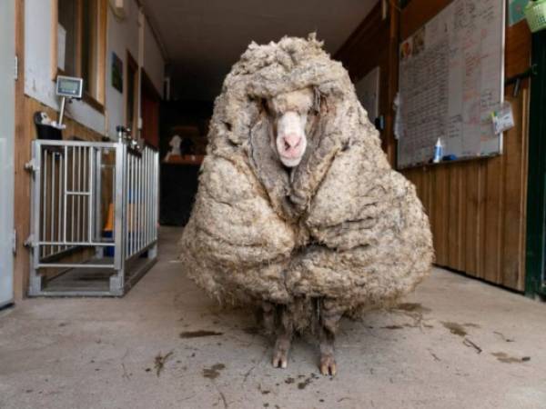 This recent undated handout photo received from Edgar's Mission on February 25, 2021 shows 'Baarack', a wild sheep who was found wandering the wilderness of the Australian bush with a huge 35-kilogram (77 lbs.) coat after an estimated five years of unchecked growth, at Edgar's Mission Farm Sanctuary in Lancefield, Victoria state. (Photo by Handout / Edgars Mission / AFP) / -----EDITORS NOTE --- RESTRICTED TO EDITORIAL USE - MANDATORY CREDIT 'AFP PHOTO / Edgars Mission' - NO MARKETING - NO ADVERTISING CAMPAIGNS - DISTRIBUTED AS A SERVICE TO CLIENTS