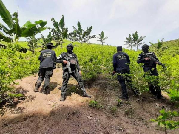 Tras una inspección en la zona, las autoridades policiales procedieron a la erradicación de la plantación ilegal.