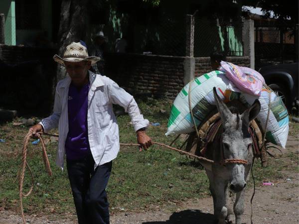 Para poder abastecer de semilla y bono a todos los pequeños productores se requieren de 3,500 millones de lempiras anuales.