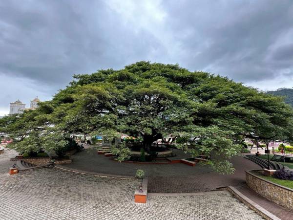 Desde su frondoso y ramificado tronco, el árbol extiende sus ramas unos 50 metros a la redonda de la plaza de San Nicolás.