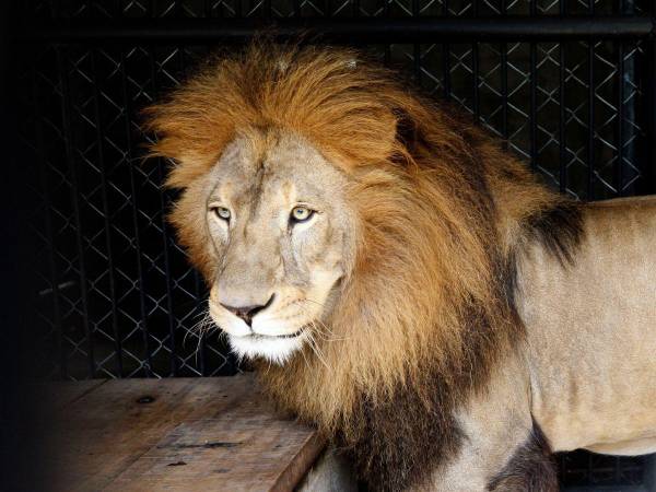 El zoológico Rosy Walther también estará abierto al público durante la Semana Santa.