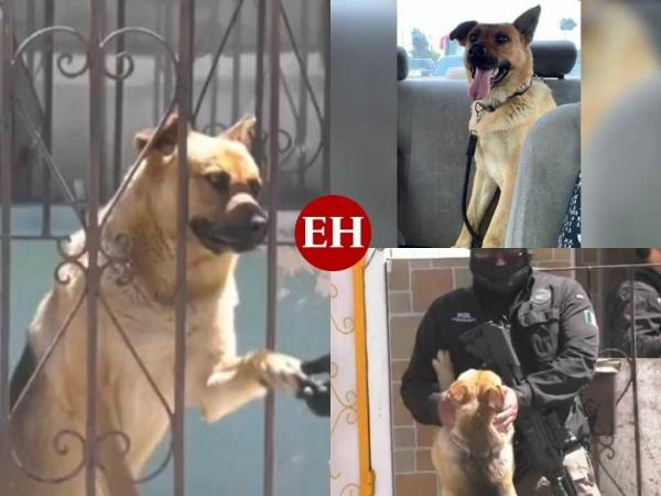 En los últimos días, Fiscal, un perro pastor alemán, ha llamado la atención en las redes sociales tras ser rescatado de un propiedad que era utilizada como fachada de un narcotúnel que cruzaba droga desde Tijuana a San Diego, convirtiéndose en una “mascota” del crimen organizado. Más datos enseguida.