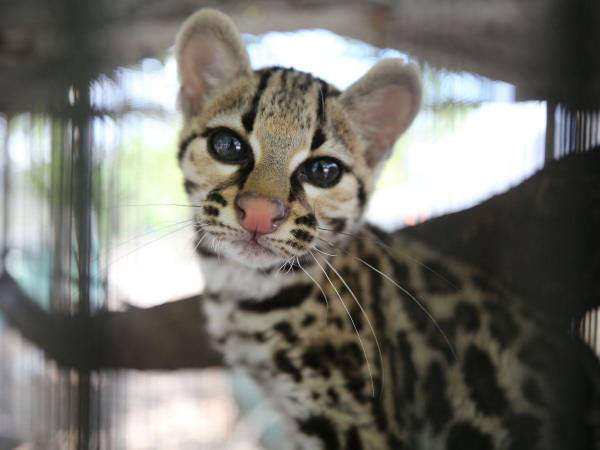 Este es un ocelote que está en el proceso de recuperación, se trabaja para que pueda cazar y cuidarse en su hábitat natural.