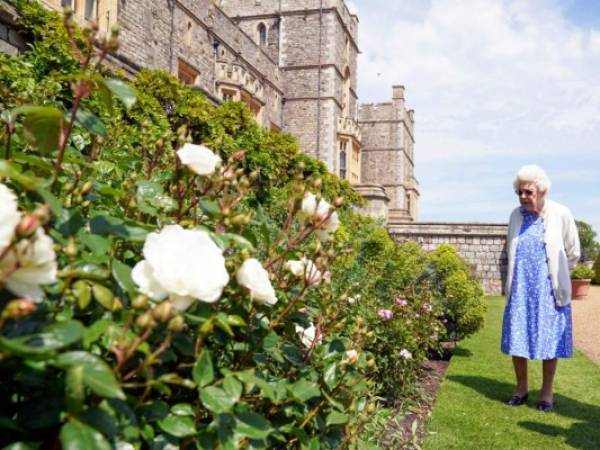 La Rosa Duque de Edimburgo, que se plantó en los jardines del Castillo de Windsor, fue considerado por la reina como “adorable” y considera que el tributo es un gesto “muy amable”.