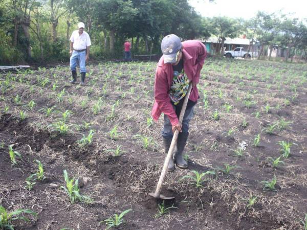 Productores expresaron a EL HERALDO que las autoridades gubernamentales deberían crear una ley agrícola modernizada, capaz de respaldar los derechos laborales.