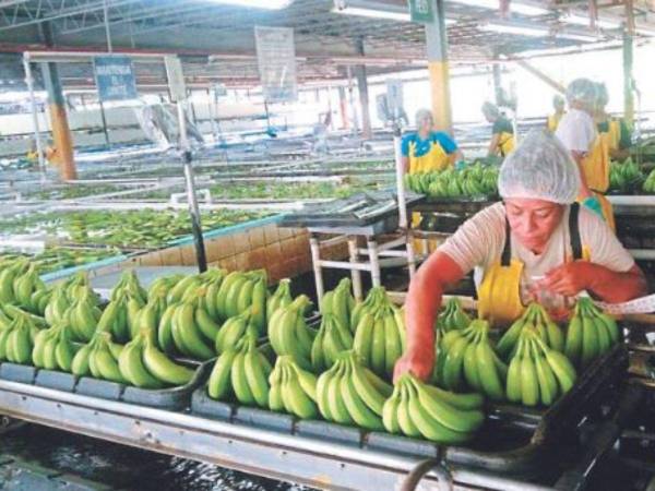 Al cierre de 2022 las exportaciones de banano ascendieron a 325.9 millones de dólares por el alza en los volúmenes de envíos.