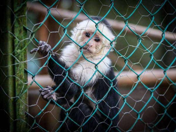 Existen personas que dañan o traumatizan a los animales porque desconocen el cuidado que deben brindarle.