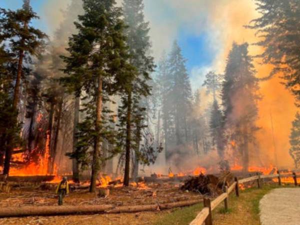 Los bomberos intentan proteger la arboleda que contiene más de 500 secuoyas gigantes.