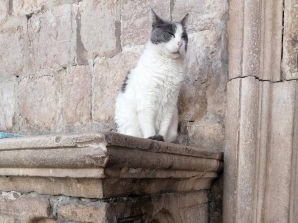 Anastasia, como muchos otros gatos callejeros de Dubrovnik, es una atracción turística en la ciudad medieval donde pasa sus días frente al Palacio del Rector del siglo XIV.