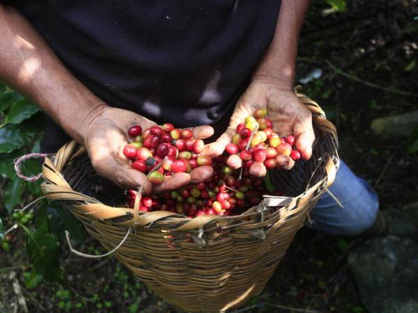 El decreto denominado Ley de Reactivación Financiera y de la Producción del Sector Agropecuario y Forestal de Honduras ya está elaborado y en poder de EL HERALDO Plus, mediante el cual se busca establecer una tasa impositiva de 7% a la producción agraria, incluyendo el café, que ya paga más de 13 dólares por quintal, se quejan los productores.