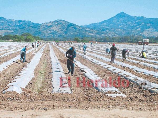 La agricultura es la actividad económica que más empleos genera en el sector privado de Honduras.