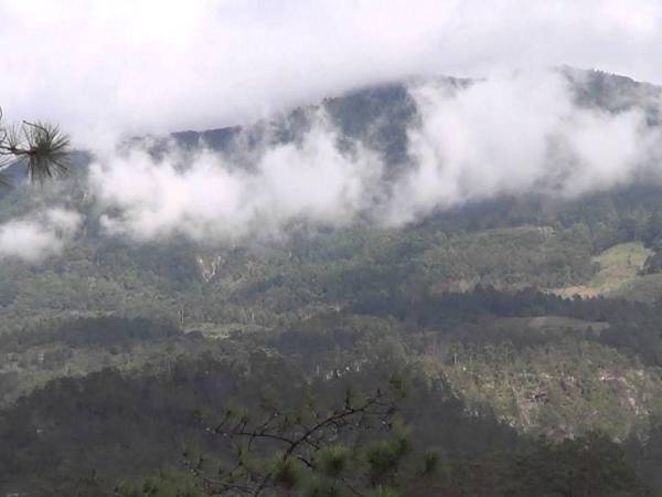 La Reserva Biológica Yerba Buena cuenta con 14 microcuencas que se originan en la parte más alta de la zona protegida.