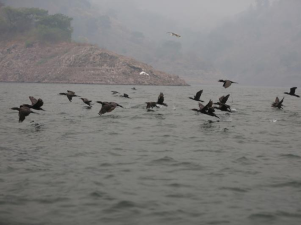 El cormorán o pato chancho se mueve en bandadas de cientos por los 94 kilómetros cuadrados de área que tiene la represa hidroeléctrica Francisco Morazán, ubicada entre Comayagua, Cortés y Yoro.