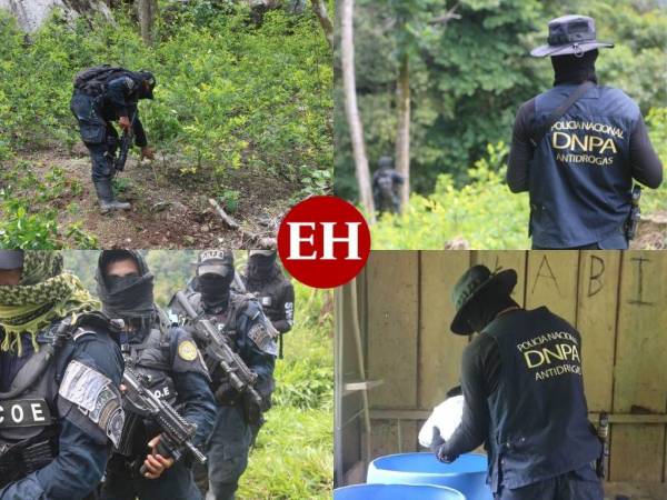 Mediante un operativo, autoridades policiales desmantelaron este lunes una plantación de coca en el Parque Nacional Sierra Río Tinto, ubicado en el municipio de Iriona, Colón. De acuerdo con el reporte policial, en el lugar estaban sembradas unas 200 mil plantas de coca que eran procesadas en un narcolaboratorio. Estas son las imágenes